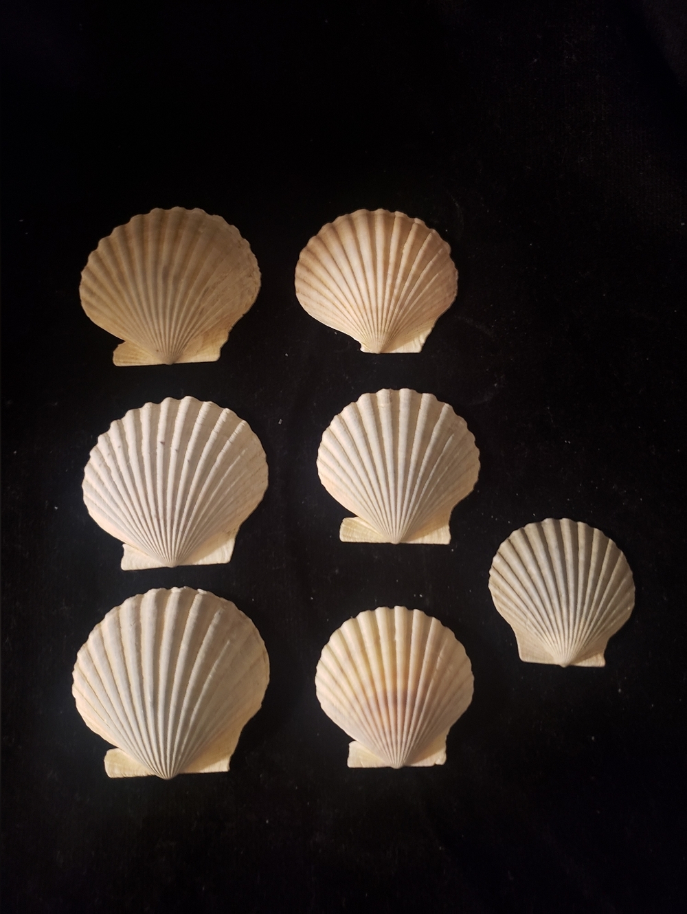 Set of 7 Natural Scallop Seashells - Cream